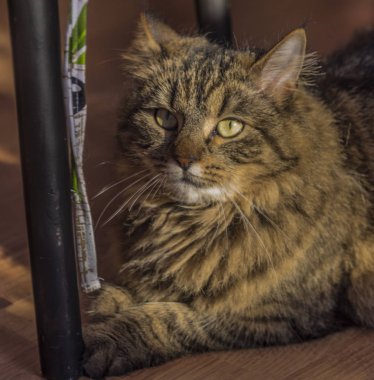 Ahşap zemin üzerinde yeşil gözlü kedi