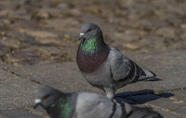 Palomas sobre pavimento en plaza central en Ceske Budejovice —  Fotos de Stock