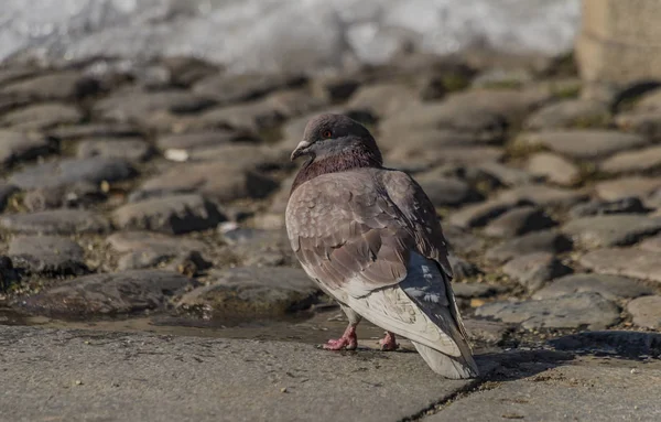 Palomas sobre pavimento en plaza central en Ceske Budejovice — Foto de Stock