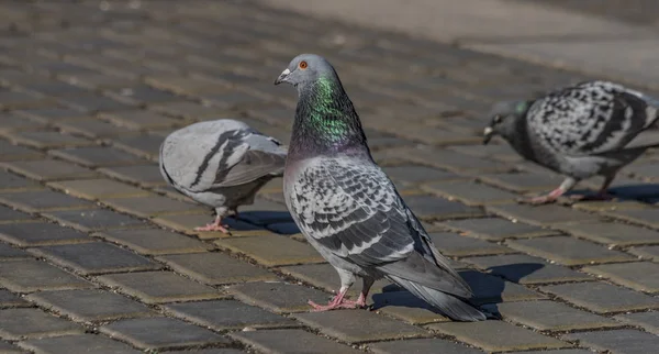 Pigeons sur la chaussée de la place centrale à Ceske Budejovice — Photo