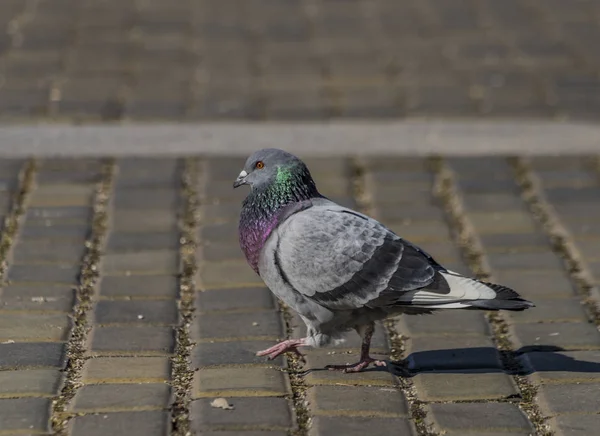 Tauben auf dem Bürgersteig auf dem zentralen Platz in Ceske budejovice — Stockfoto