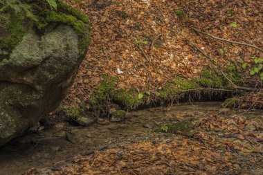Pulcinsky creek bahar güzel sabah