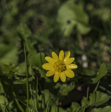 Yeşil çim güneşli sarı çiçek