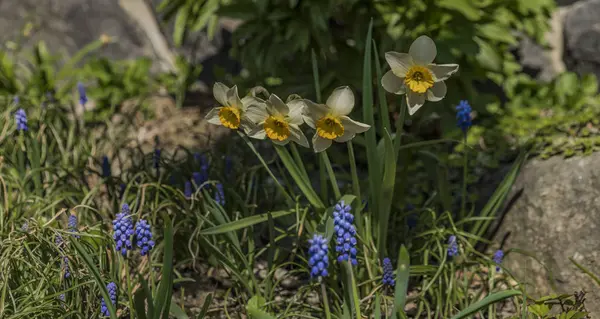 Narciso flor na primavera dia ensolarado — Fotografia de Stock