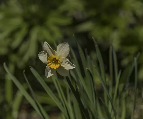 Narcissus blomma i soliga vårdag — Stockfoto