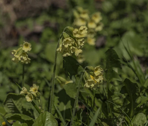 Bahar güneşli günde sarı çuha çiçeği — Stok fotoğraf