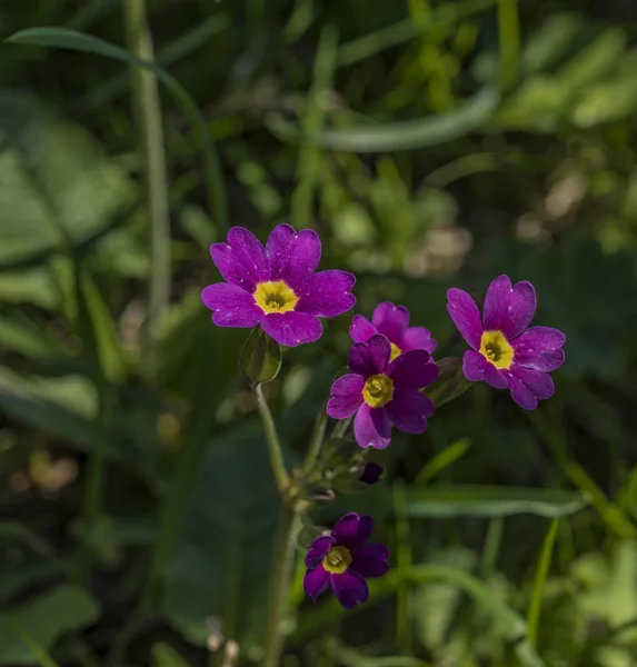 Lila primula, tavaszi napsütésben — Stock Fotó