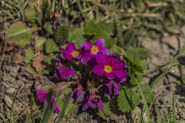 Mor primula bahar güneşli gün — Stok fotoğraf