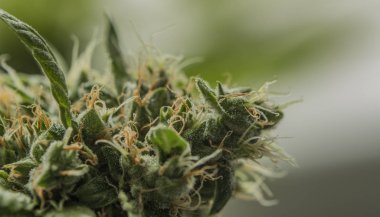 Og kush çeşitli tıbbi esrar için makro görünümü