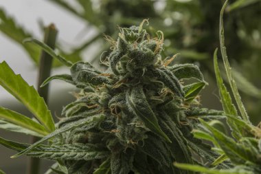 Og kush çeşitli tıbbi esrar için makro görünümü