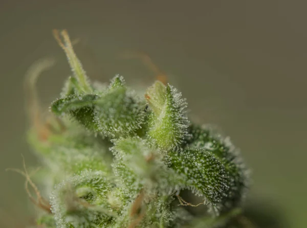 Vedere macro pentru varietatea de marijuana medicala OG kush — Fotografie, imagine de stoc