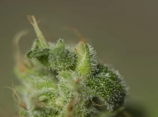 Macro view per OG kush varietà di marijuana medica — Foto Stock