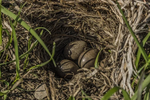 Uova di uccello in piccolo nido su campo — Foto Stock