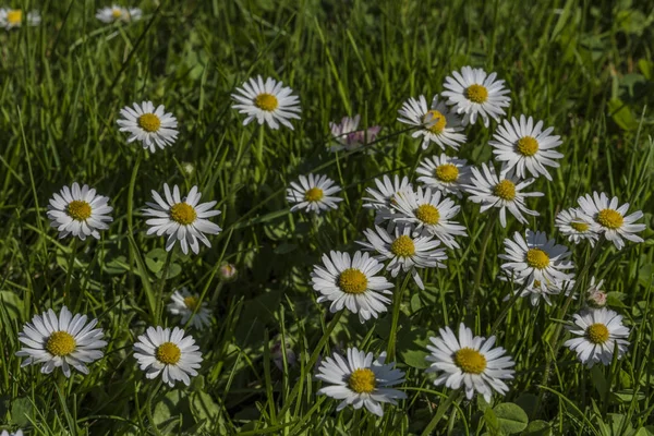 녹색 잔디에 데이지 꽃 — 스톡 사진