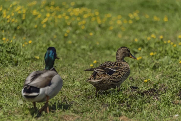 Samice i mężczyźni kaczki na łące wiosennej — Zdjęcie stockowe