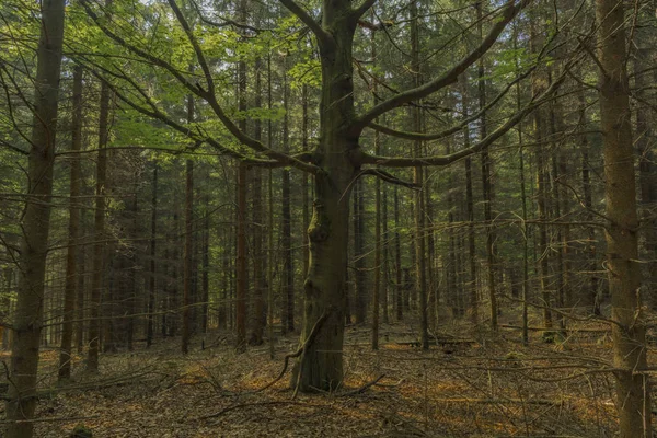 Mladý Strom Nice Lese Západních Čechách Nedaleko Jako Město Jarní — Stock fotografie