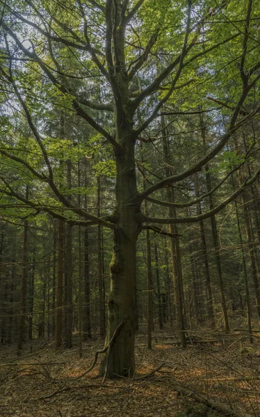 Mladý Strom Nice Lese Západních Čechách Nedaleko Jako Město Jarní — Stock fotografie