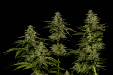 Olgunlaşmış Fransız kurabiyeleri, çeşitli marihuana çeşitleri, siyah arka plan.