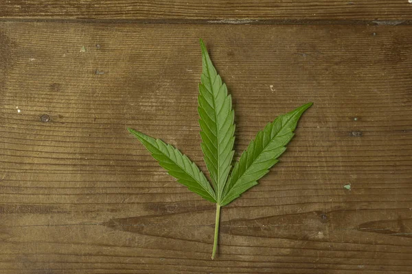 Różny kształt i kolor zielonych liści marihuany odmiany Mk Ultra — Zdjęcie stockowe