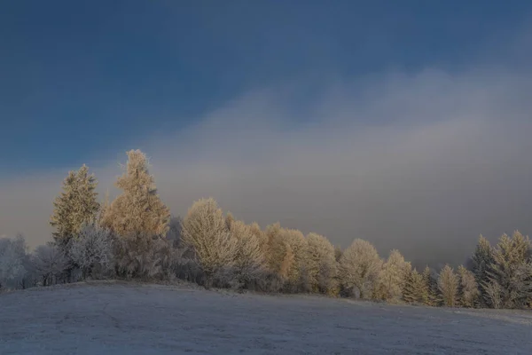 Świerk śnieżne drzewo i lasy zimą Góry Krusne w północnych Czechach — Zdjęcie stockowe