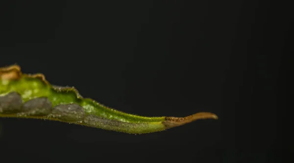 Macro вид дозрілого французького печива різновид мариуни з чорним тлом. — стокове фото