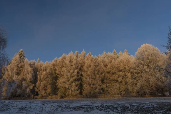 Świerk śnieżne drzewo zimą Góry Krusne w północnych Czechach — Zdjęcie stockowe