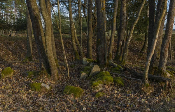 冬の夜に南ボヘミアの葉の森に木のある石 — ストック写真