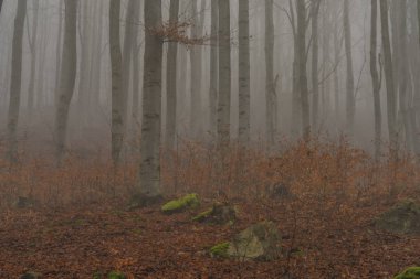 Chomutov kasabası yakınlarındaki Chomutovka nehrinin yamacındaki orman.