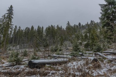 Kış karlı bir günde Sumava Ulusal Parkı 'nda patlama