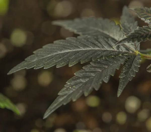 Schwarz French Cookies Sorte Blatt Marihuana Blume aus dem Gewächshaus — Stockfoto