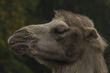 Sonbahar yağmurlu günlerinde kahverengi dişi deve