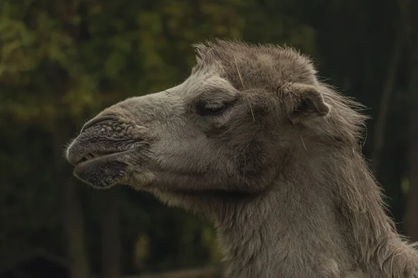 Brown female camel in autumn wet rainy day — Stock Photo, Image