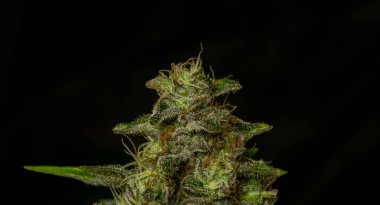 Olgunlaşmış Fransız kurabiyelerinin siyah arka planlı çeşitli marjuna manzarası