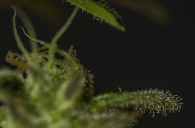 Olgunlaşmış Fransız kurabiyelerinin siyah arka planlı çeşitli marjuna manzarası