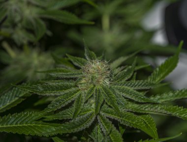 Fransız kurabiyeleri çeşit çeşit marihuana ve kapalı alanda hidroponik.