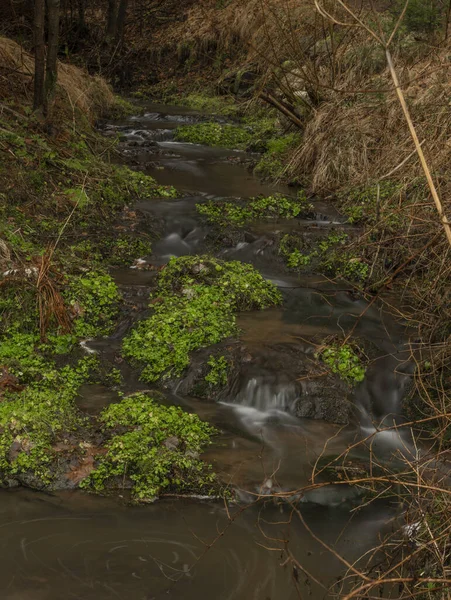 Zvikovsky arroyo con hierba verde y piedras cerca de la ciudad de Velesin en el sur de Bohemia —  Fotos de Stock