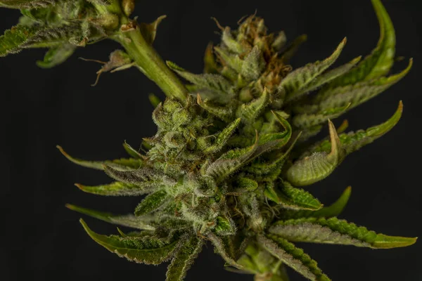 Gerijpte Franse koekjes variëteit van marihuana bloem met zwarte achtergrond — Stockfoto