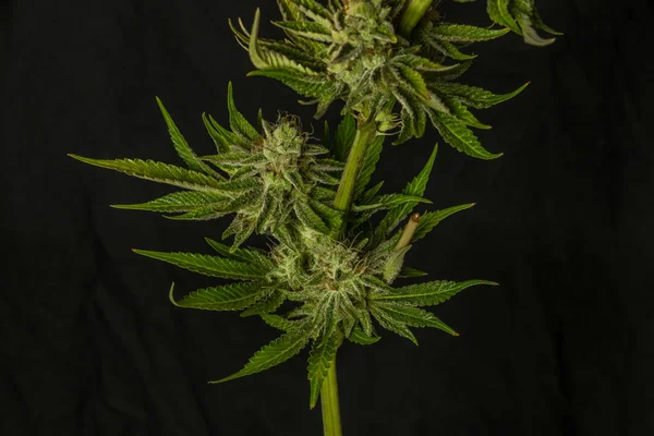 Dojrzałe francuskie ciasteczka odmiany kwiat marihuany z czarnym tle — Zdjęcie stockowe