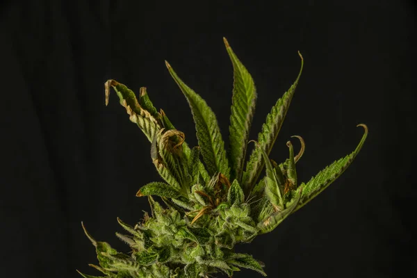 Mogna franska kakor utbud av marijuana blomma med svart bakgrund — Stockfoto