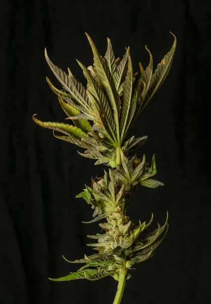 Olgunlaşmış Fransız kurabiyeleri çeşitli marihuana çiçekleri ve siyah arkaplan — Stok fotoğraf