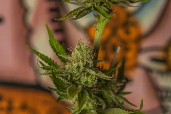 Квітка зрілої марихуани розквітає з рожевим фоном і зображенням ганеси — стокове фото