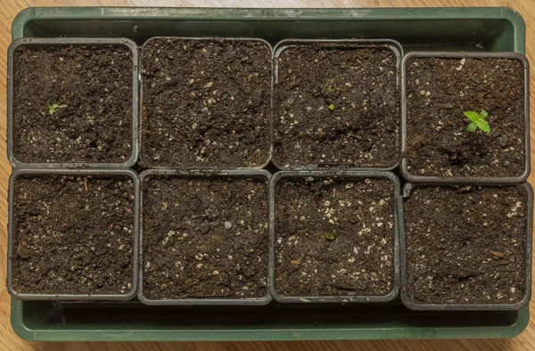 Kleine junge Marihuanablüte in acht schwarzen Töpfen mit brauner Erde — Stockfoto