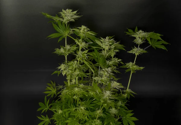 Green ripened marijuana big flower with black background — 스톡 사진