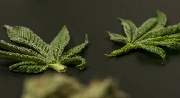 Marijuana franska kakor sort blad med svart bakgrund och grön färg — Stockfoto