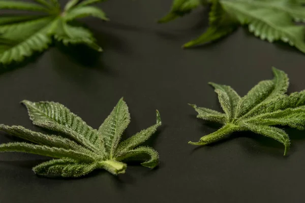 Marijuana francês cookies variedade folhas com fundo preto e cor verde — Fotografia de Stock