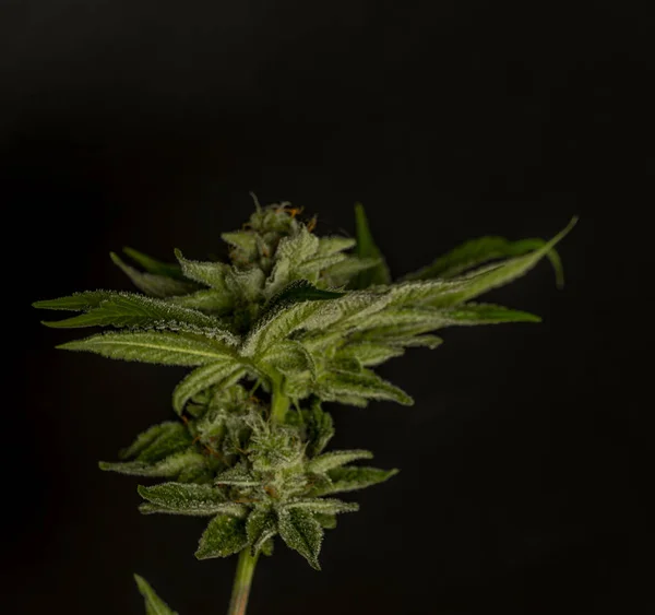 Зелений Колір Дозріла Марихуана Велика Квітка Чорним Тлом — стокове фото