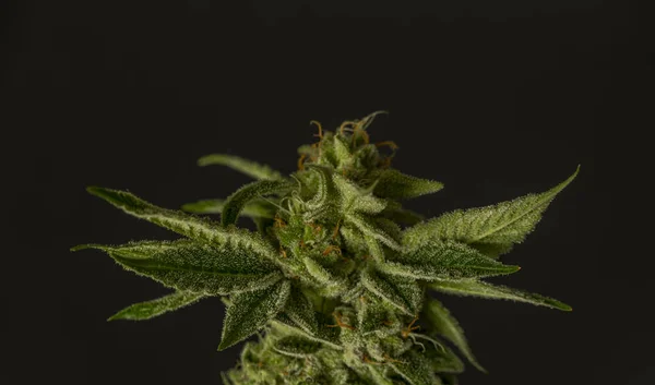 Olgunlaşmış Yeşil Marihuana Siyah Arka Planlı Büyük Çiçek — Stok fotoğraf