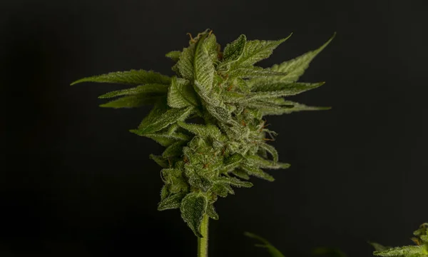 Zelená Barva Dozrává Marihuana Velká Květina Černým Pozadím — Stock fotografie
