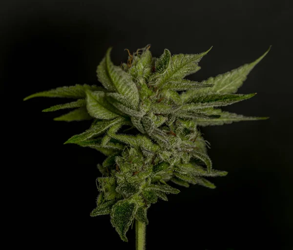 Πράσινο Χρώμα Ώριμη Μαριχουάνα Μεγάλο Λουλούδι Μαύρο Φόντο — Φωτογραφία Αρχείου
