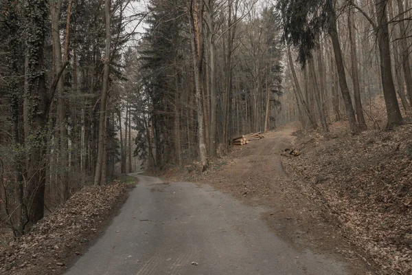 Slovakya Sınırına Yakın Bahar Bulutlu Bir Günde Moravya Yaprağı Ormanı — Stok fotoğraf